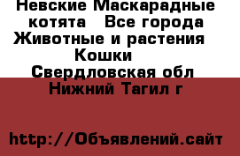 Невские Маскарадные котята - Все города Животные и растения » Кошки   . Свердловская обл.,Нижний Тагил г.